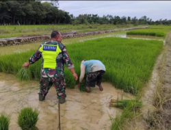 Maksimalkan Pertumbuhan Tanaman Padi, Serka Budi Gunawan Bantu Petani Bersihkan Gulma