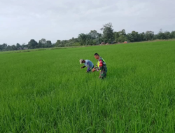 Maksimalkan Pertumbuhan Tanaman Padi, Serka Budi Gunawan Bantu Petani Bersihkan Gulma