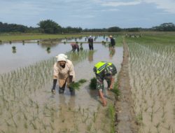 Babinsa Bantu Dan Semangati Petani Tanam Padi Di Desa