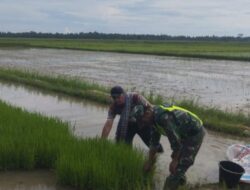 Persiapan Masa Tanam, Babinsa Koramil 09/Banda Mulia Bantu Petani Cabut Bibit Padi