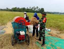 Wujud Kepedulian TNI kepada Rakyat, Babinsa Gampong Payaroh Ikut Merontokkan Padi