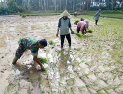 Bahu-Membahu dengan Petani, Babinsa Gampong Blangkire Turun Langsung ke Sawah