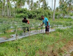 Motivasi Petani: Serda Suherman Mustafa Pantau Perkembangan Tanaman Cabe