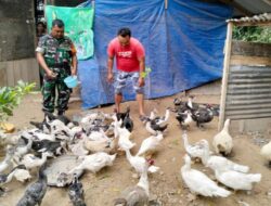 Dukung Usaha Warga, Babinsa Seubun Ayon Terjun Langsung ke Peternakan Bebek Entok